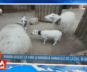 Romanii fura de la zoo – 28.02.2018