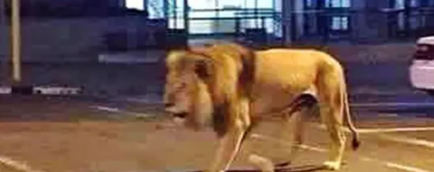 Un leu umblă liber pe străzile din Târgoviște. Se pare că leul ar fi de fapt Mugur Isărescu după ce a băut un ceai de tei