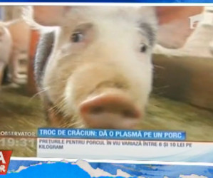 Dau plasma pe un porc – 23.12.2015