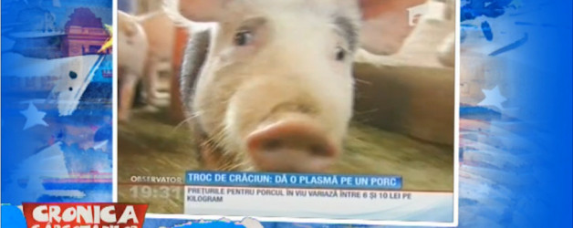 Dau plasma pe un porc – 23.12.2015