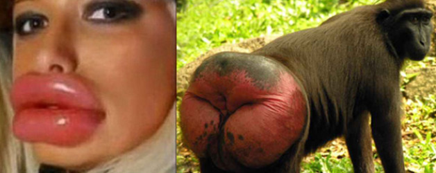 Coincidenta? Maimutele au buzele injectate cu acid hialuronic din nastere.