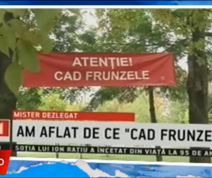 Atentie, cad frunzele! – 02.11.2016